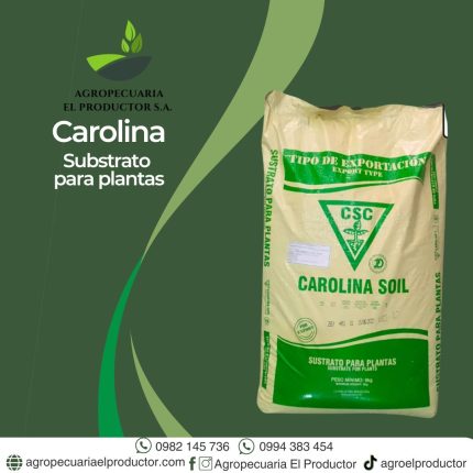 carolina