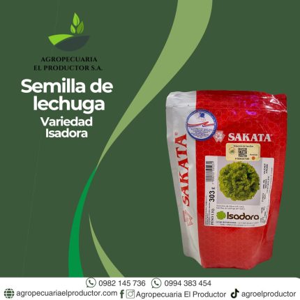 Lechuga isadora